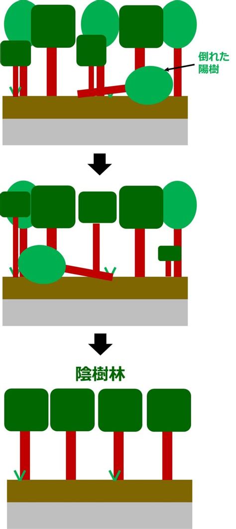 陽樹林 陰樹林|植物群集が極相へと変化する「植生遷移」について｜のうぎょう 